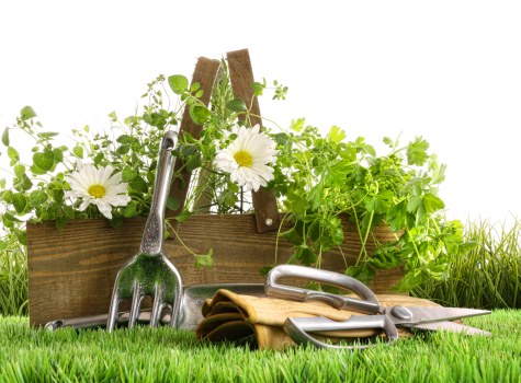 Professional lawn care in Brent Park with grass feeding and aeration