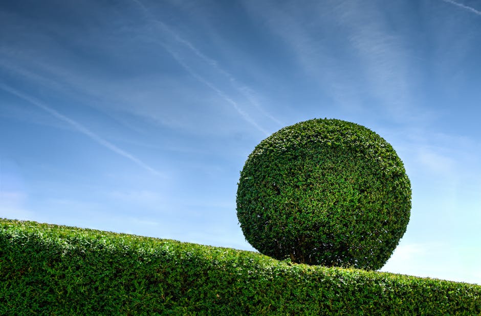A neatly trimmed, spherical hedge prominently positioned against a bright blue sky with wispy white clouds. In the foreground, a low, well-maintained grassy bank features a dense, green hedge that run