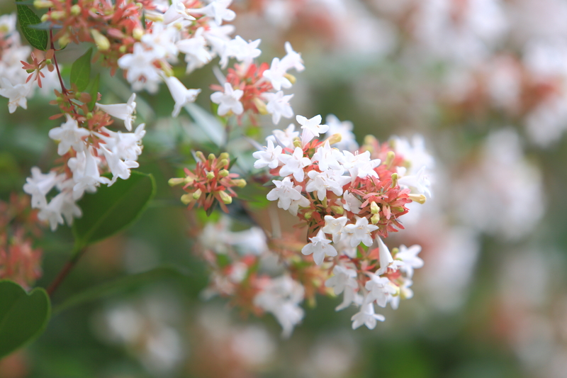 garden design hedge trimming