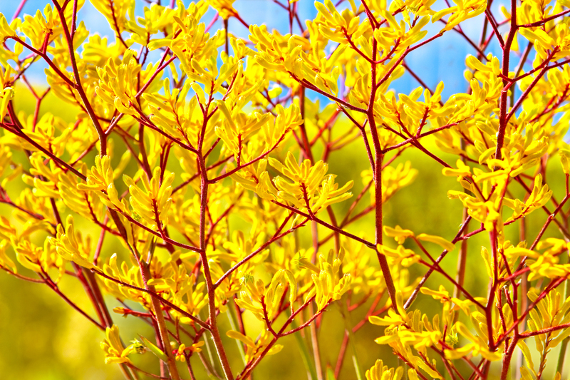irrigation system garden